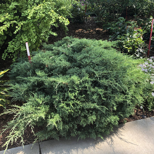 Montana Moss® Juniper (Juniperus) - Photo Property of Garden Crossings LLC