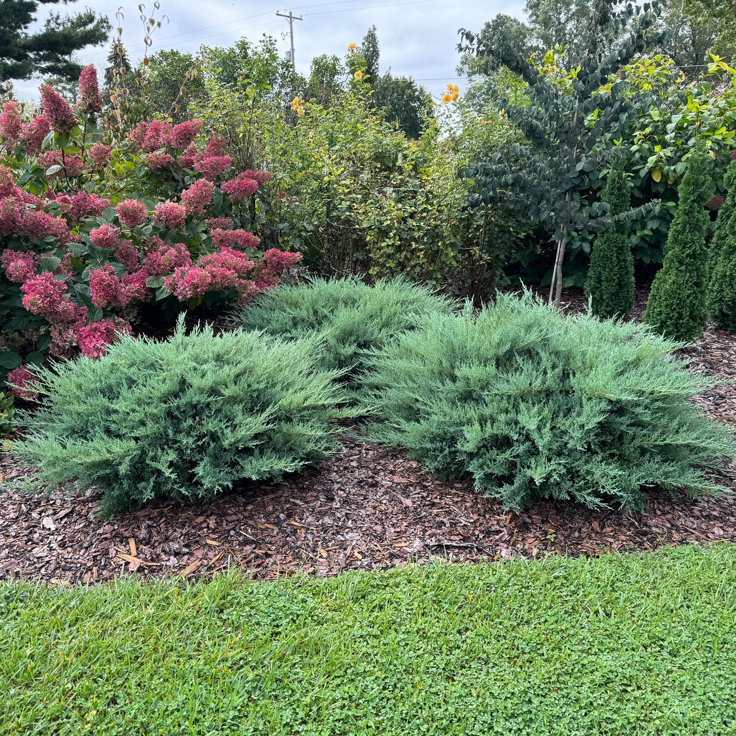 Three dense Montana Moss® Juniper (Juniperus) shrubs create a striking, drought-tolerant evergreen ground cover in a mulched bed, surrounded by pink hydrangeas, lush foliage, and bordered by a neatly trimmed grassy lawn. - Photo Property of Garden Crossings LLC