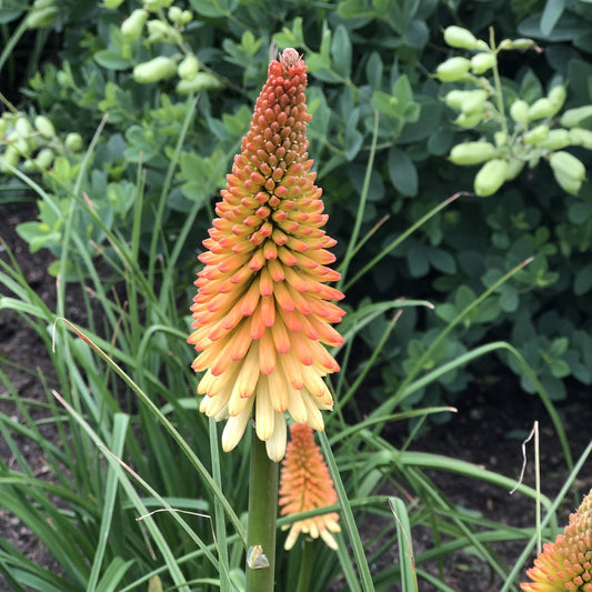 A close-up of Pyromania® 'Hot and Cold' Red Hot Poker (Kniphofia) reveals vivid orange and yellow blooms among lush green leaves - Photo Property of Garden Crossings LLC.