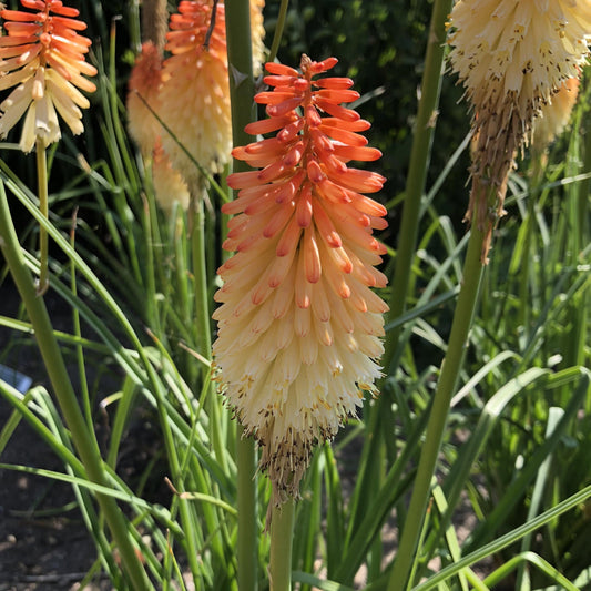 Close-up of Pyromania® 'Hot and Cold' Red Hot Poker (Kniphofia) with vibrant orange and yellow blooms, long green leaves, and stems in sunlight - Photo Property of Garden Crossings LLC.