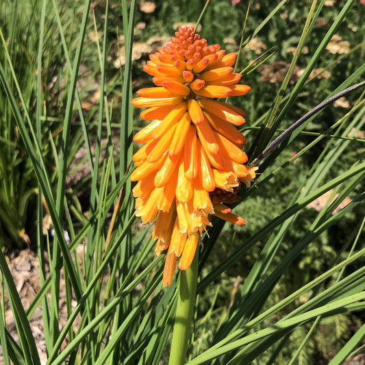 The Pyromania® 'Orange Blaze' Red Hot Poker (Kniphofia) features vibrant orange blooms amid tall, narrow green leaves, creating a striking display stands out against blurred background foliage - Photo Property of Garden Crossings LLC.