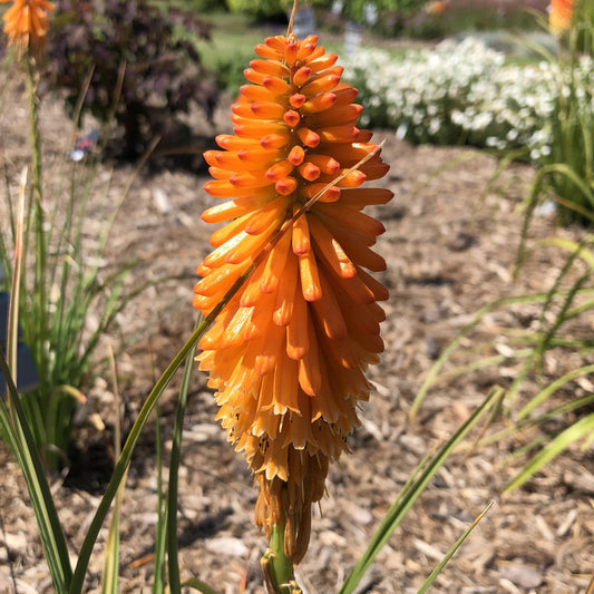 Close-up of Pyromania® 'Orange Blaze' Red Hot Poker (Kniphofia) with its vivid flower spike blooming in a mulched garden bed, surrounded by blurred greenery - Photo Property of Garden Crossings LLC.