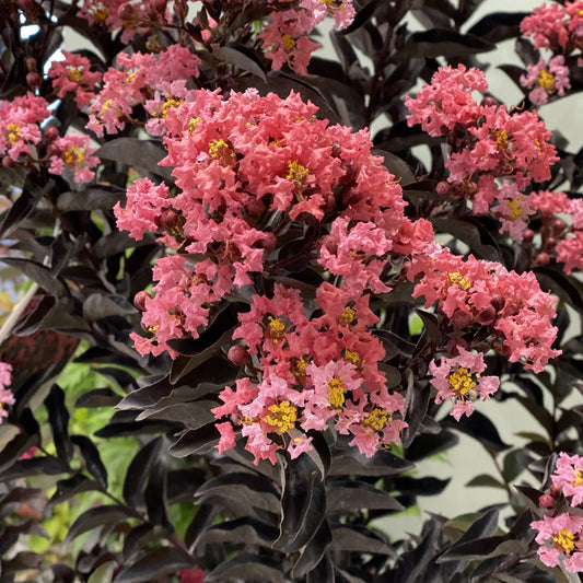 Center Stage® Coral Crapemyrtle (Lagerstroemia) - Photo Property of Garden Crossings LLC