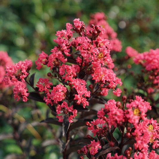 Center Stage® Coral Crapemyrtle (Lagerstroemia) - Photo Courtesy of Proven Winners, Inc.