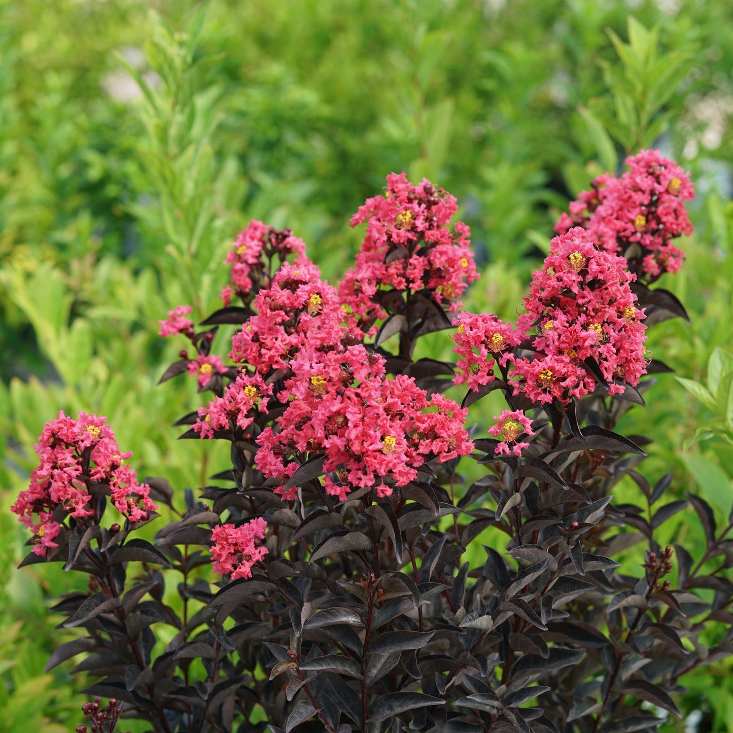Center Stage® Coral Crapemyrtle (Lagerstroemia) features vibrant coral pink flowers with yellow centers above dark burgundy leaves, creating a striking and disease-resistant shrub ideal for adding bold color to your garden. - Photo Courtesy of Proven Winners, Inc.