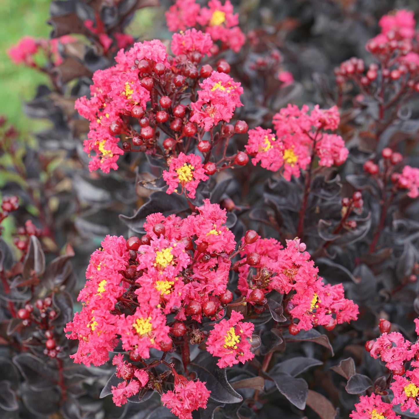 Center Stage® Pink Crapemyrtle (Lagerstroemia) - Photo Courtesy of Proven Winners, Inc.