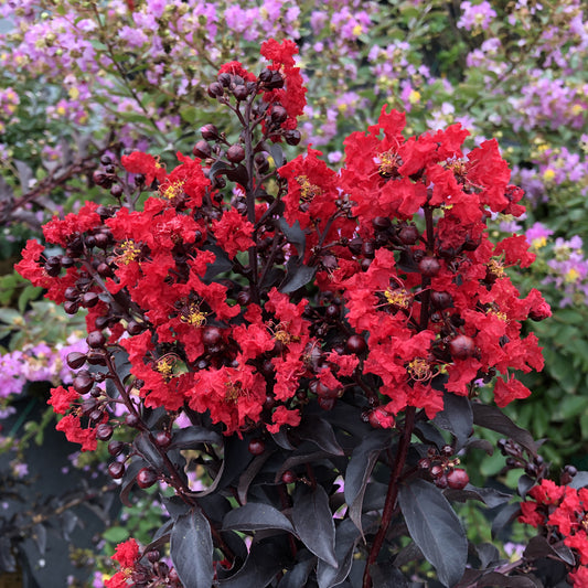 Center Stage® Red Crapemyrtle (Lagerstroemia) - Photo Courtesy of Proven Winners, Inc.