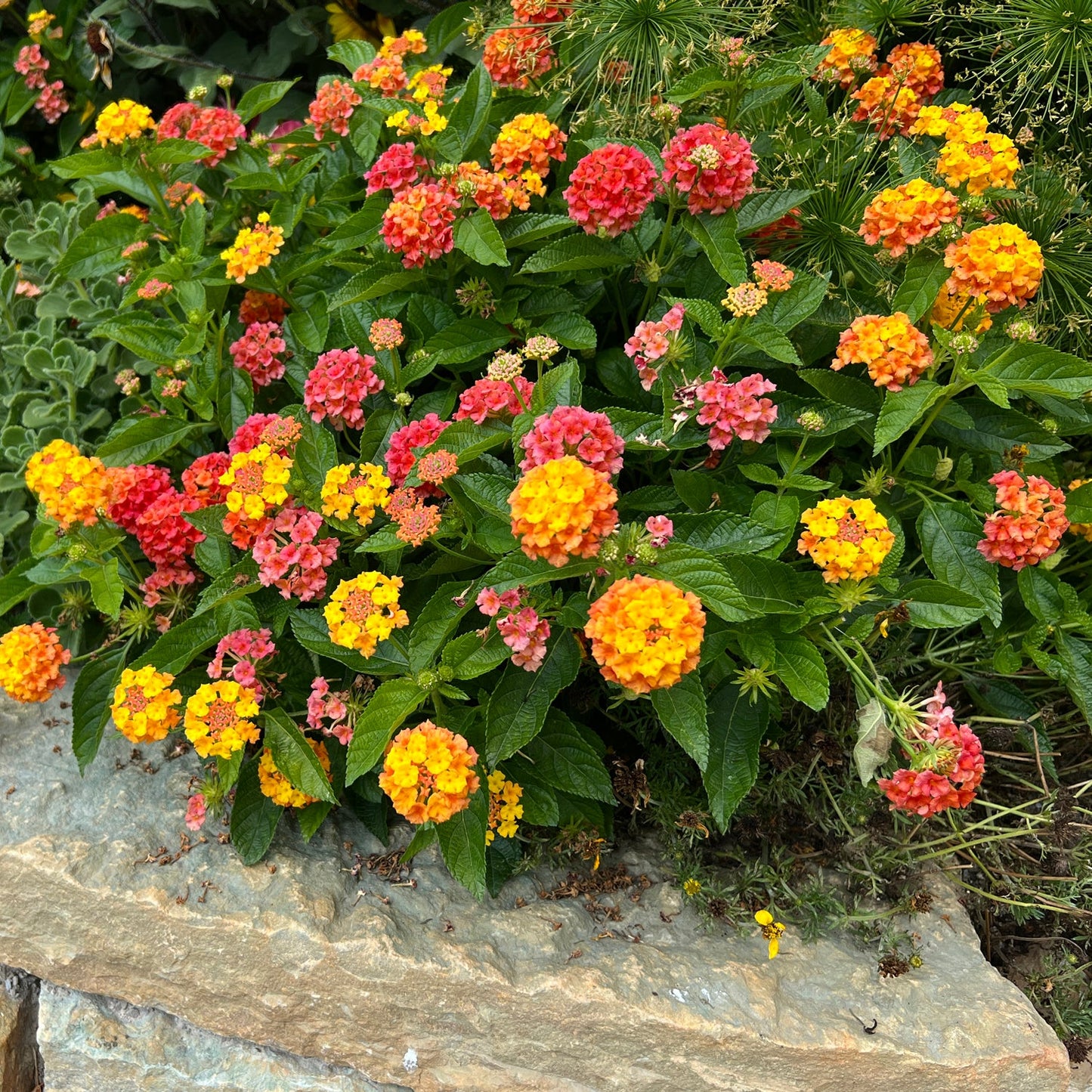 A cluster of Luscious® Basket Tangeglow® Lantana blooms in yellow, orange, and red over a stone ledge, surrounded by green foliage—a vivid display of compact, mounding lantana.