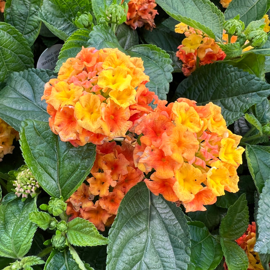 Luscious® Basket Tangeglow® Lantana - Photo Property of Garden Crossings LLC