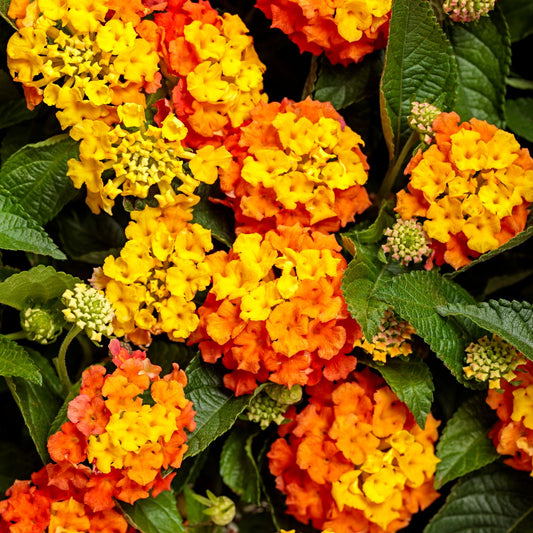 Clusters of vibrant orange and yellow flowers on the Luscious® Basket Tangeglow® Lantana are set against dark green leaves, creating a colorful and textured pattern on this compact, mounding plant - Photo Courtesy of Proven Winners, Inc.