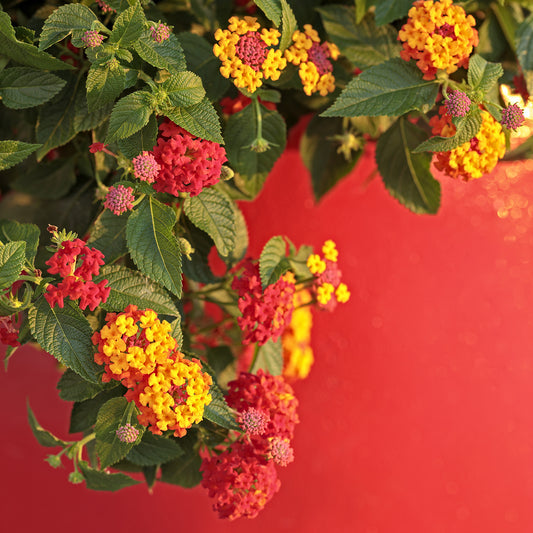 Luscious® Berry Blend™ Lantana - Photo Courtesy of Proven Winners, Inc.