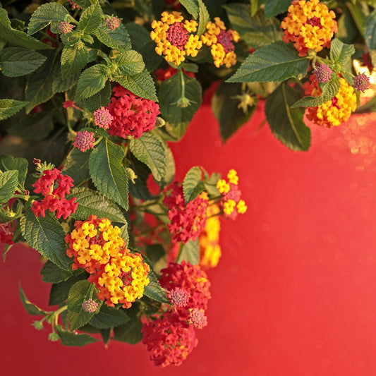 Luscious® Berry Blend™ Lantana displays clusters of small yellow, orange, and red flowers with green leaves, standing out against a vibrant red background - Photo Courtesy of Proven Winners, Inc.