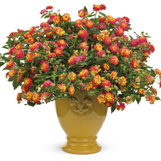 A large yellow ceramic pot brimming with lush green foliage and clusters of vibrant red, orange, and yellow Luscious® Berry Blend™ Lantana flowers - Photo Courtesy of Proven Winners, Inc. Decorative pot not included.