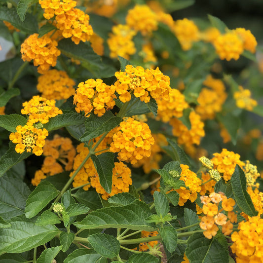 Luscious® Goldengate™ Lantana - Photo Property of Garden Crossings LLC