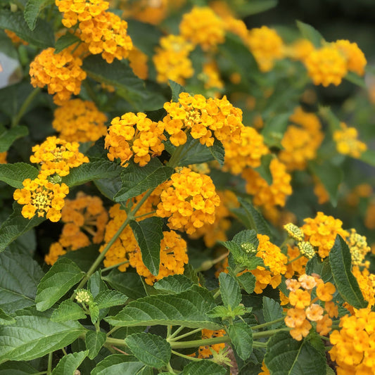 Luscious® Goldengate™ Lantana features tiny vibrant golden yellow blooms and lush green leaves - Photo Property of Garden Crossings LLC.