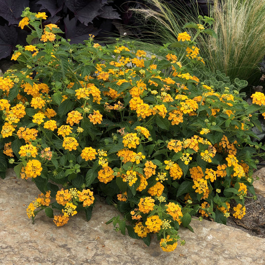 Luscious® Goldengate™ Lantana - Photo Property of Garden Crossings LLC