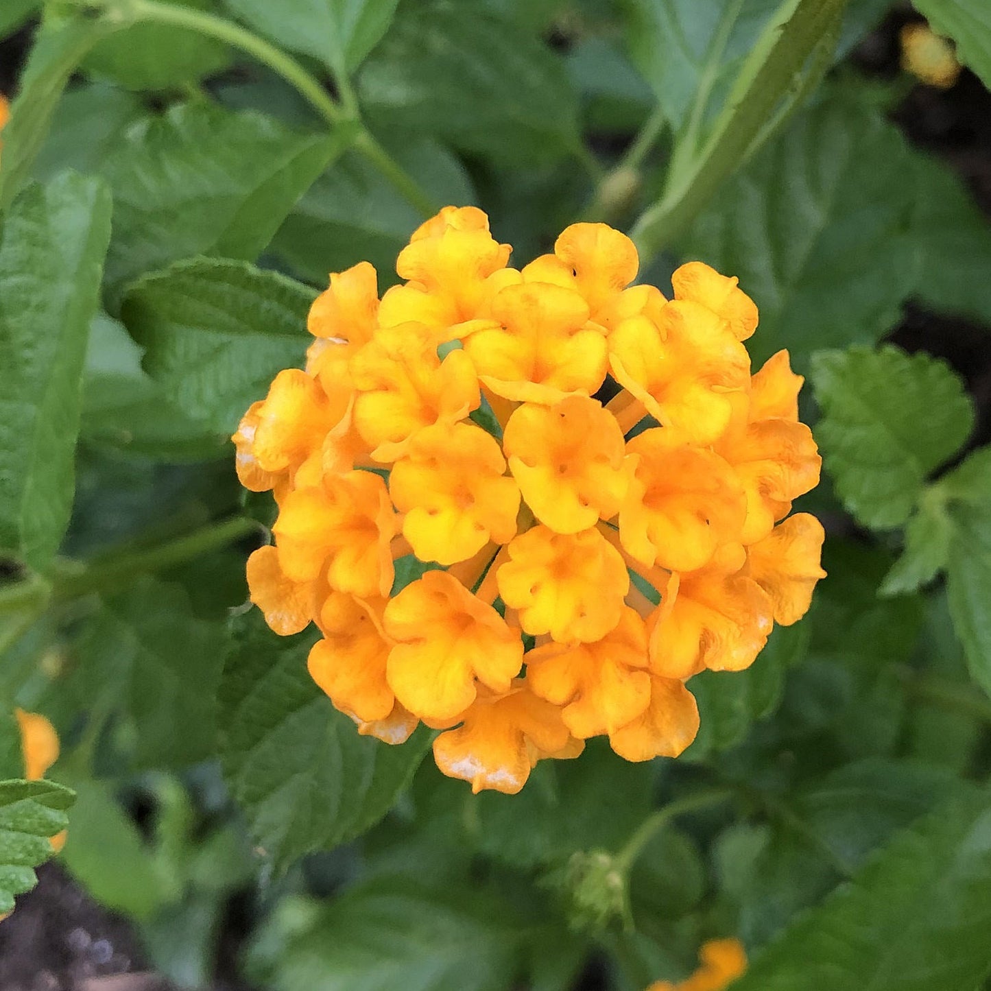 Close-up of Luscious® Goldengate™ Lantana features a dense, rounded cluster of small, vibrant orange and golden yellow blooms against green foliage - Photo Property of Garden Crossings LLC.