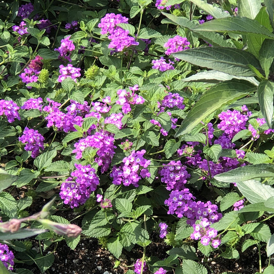A cluster of vibrant purple Luscious® Grape Lantana flowers grows among green leaves in a sunny garden. The small, closely grouped blossoms and patches of soil are visible - Photo Property of Garden Crossings LLC.