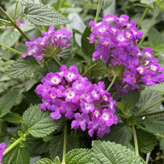 Luscious® Grape Lantana - Photo Property of Garden Crossings LLC