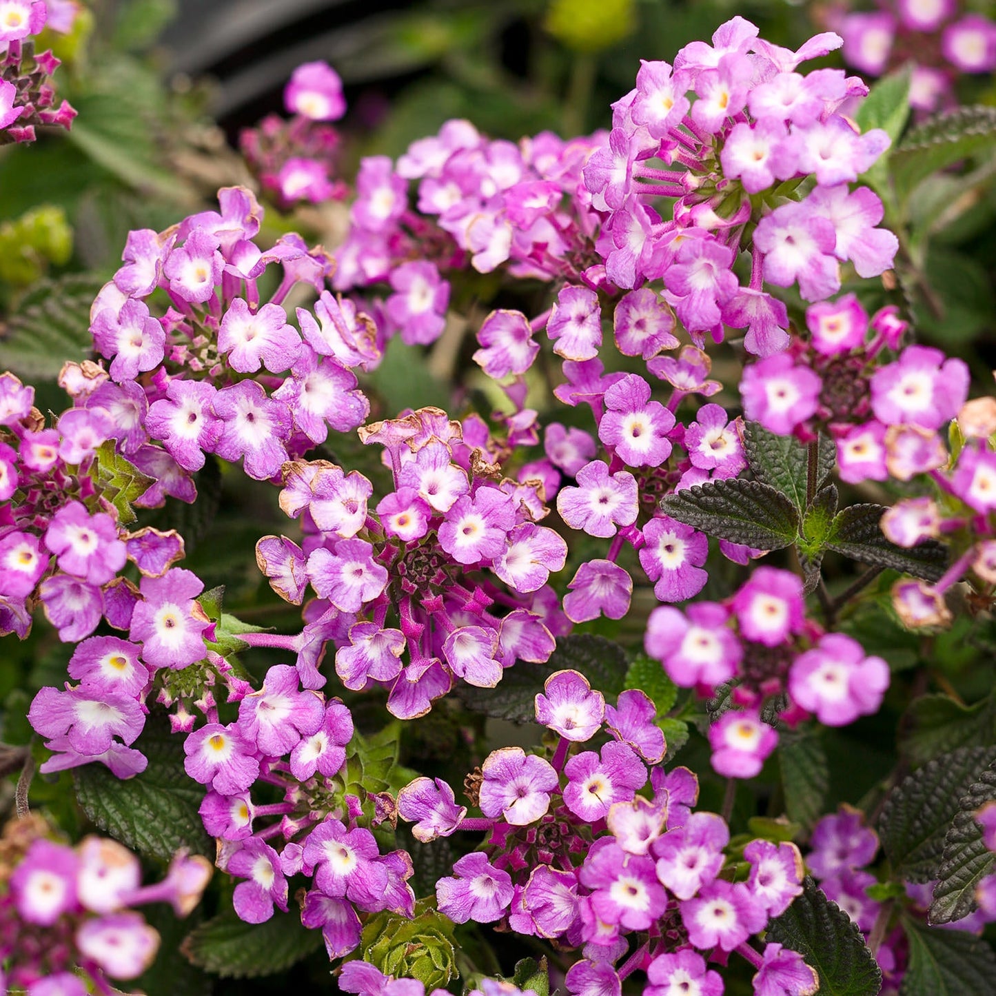 A cluster of vibrant pink and purple Luscious® Grape Lantana flowers with small yellow centers and lush green leaves highlights the striking beauty - Photo Courtesy of Proven Winners, Inc.