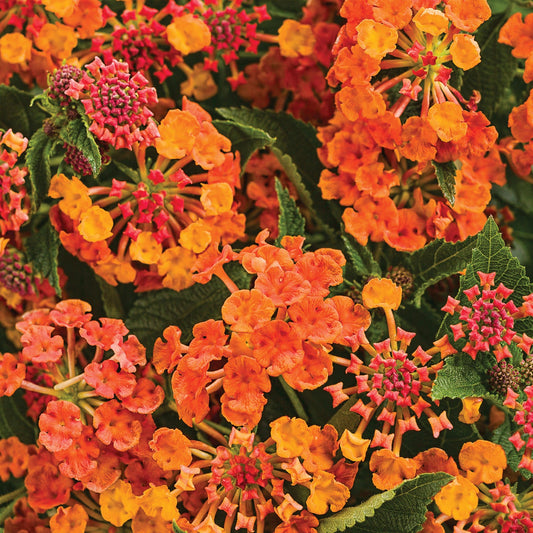 Clusters of vibrant orange and yellow Luscious® Marmalade Lantana flowers with lush green leaves create a dense floral pattern - Photo Courtesy of Proven Winners, Inc.
