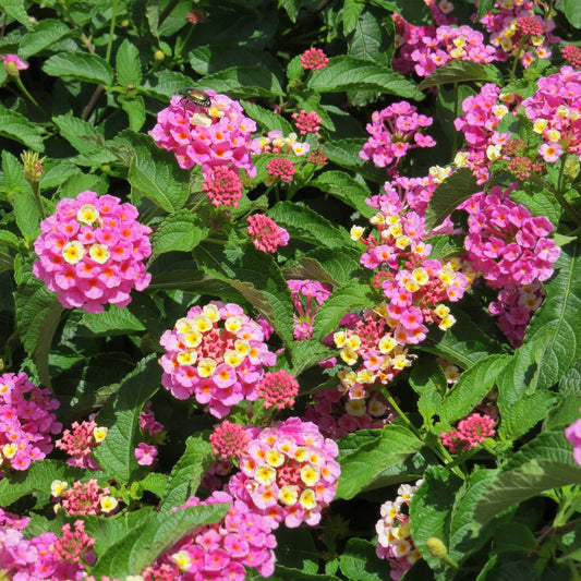 Clusters of Luscious® Pinkberry Blend™ Lantana, known for drought tolerance, display vibrant pink and yellow blooms among green leaves as a small insect rests on one cluster in bright sunlight - Photo Property of Garden Crossings LLC.