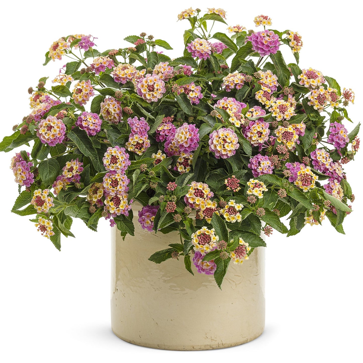 A beige ceramic pot filled with Luscious® Pinkberry Blend™ Lantana, a drought-tolerant flower featuring clusters of vibrant pink, yellow, and purple blooms nestled among lush green leaves - Photo Courtesy of Proven Winners, Inc. Decorative pot not included.