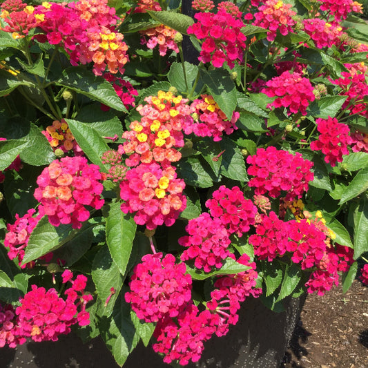 Luscious® Royale Cosmo Lantana features clusters of vibrant, drought-tolerant flowers in pink, yellow, and orange shades blooming among green leaves in bright sunlight - Photo Property of Garden Crossings LLC. Decorative pot not included.