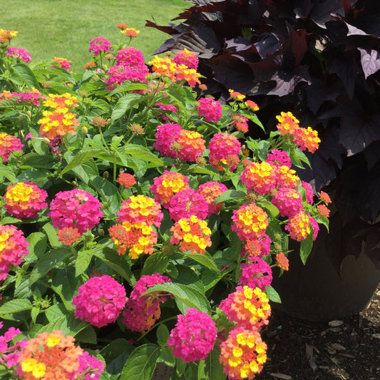 Clusters of vibrant pink and yellow Luscious® Royale Cosmo Lantana blooms pair with dark purple foliage, set against green grass - Photo Property of Garden Crossings LLC.