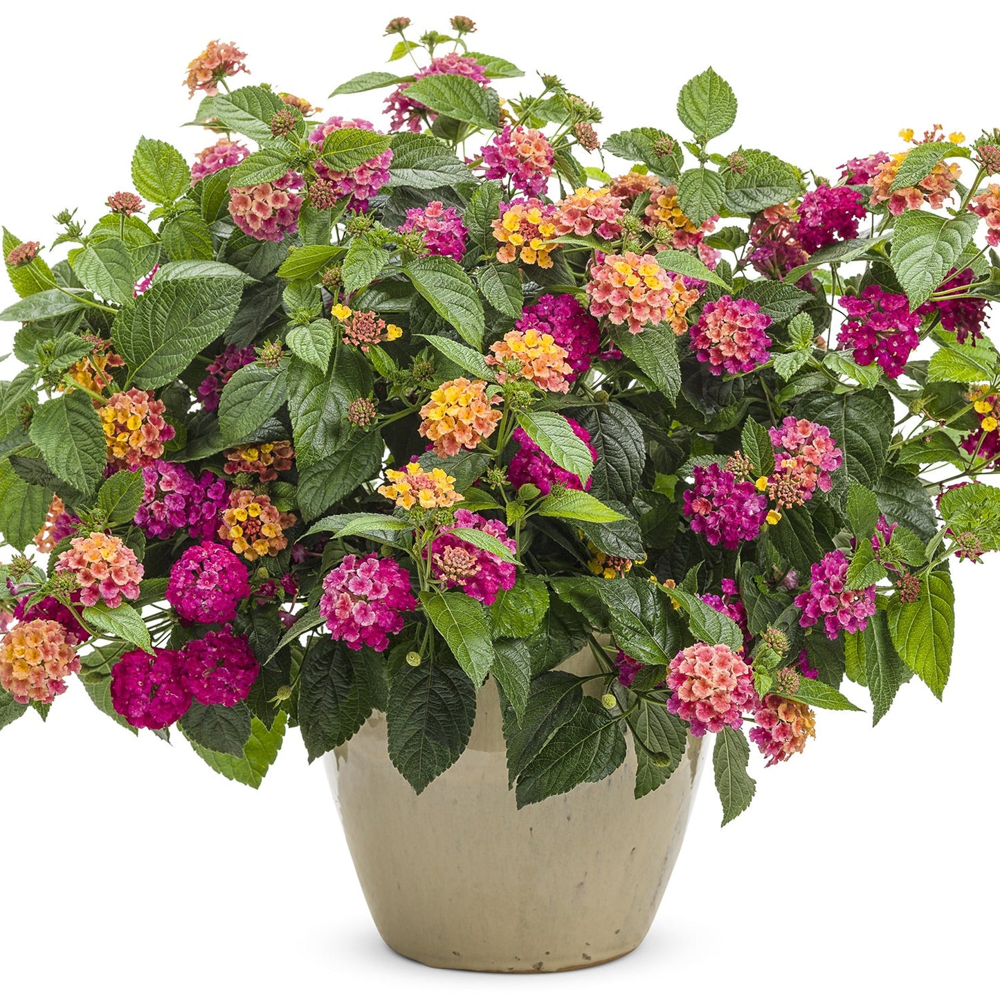 A ceramic pot displays Luscious® Royale Cosmo Lantana—lush green foliage with clusters of vibrant pink, orange, and yellow blooms. These sun-loving - Photo Courtesy of Proven Winners, Inc. Decorative pot not included.