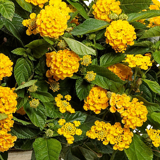 Clusters of bright yellow Luscious® Royal Lemon Tart™ Lantana flowers, a compact and drought-tolerant annual, are set against lush green leaves with visible buds among the fully bloomed clusters - Photo Courtesy of Proven Winners, Inc.