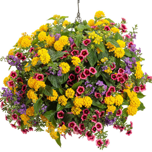 Luscious® Royal Lemon Tart™ Lantana - Photo Courtesy of Proven Winners, Inc.