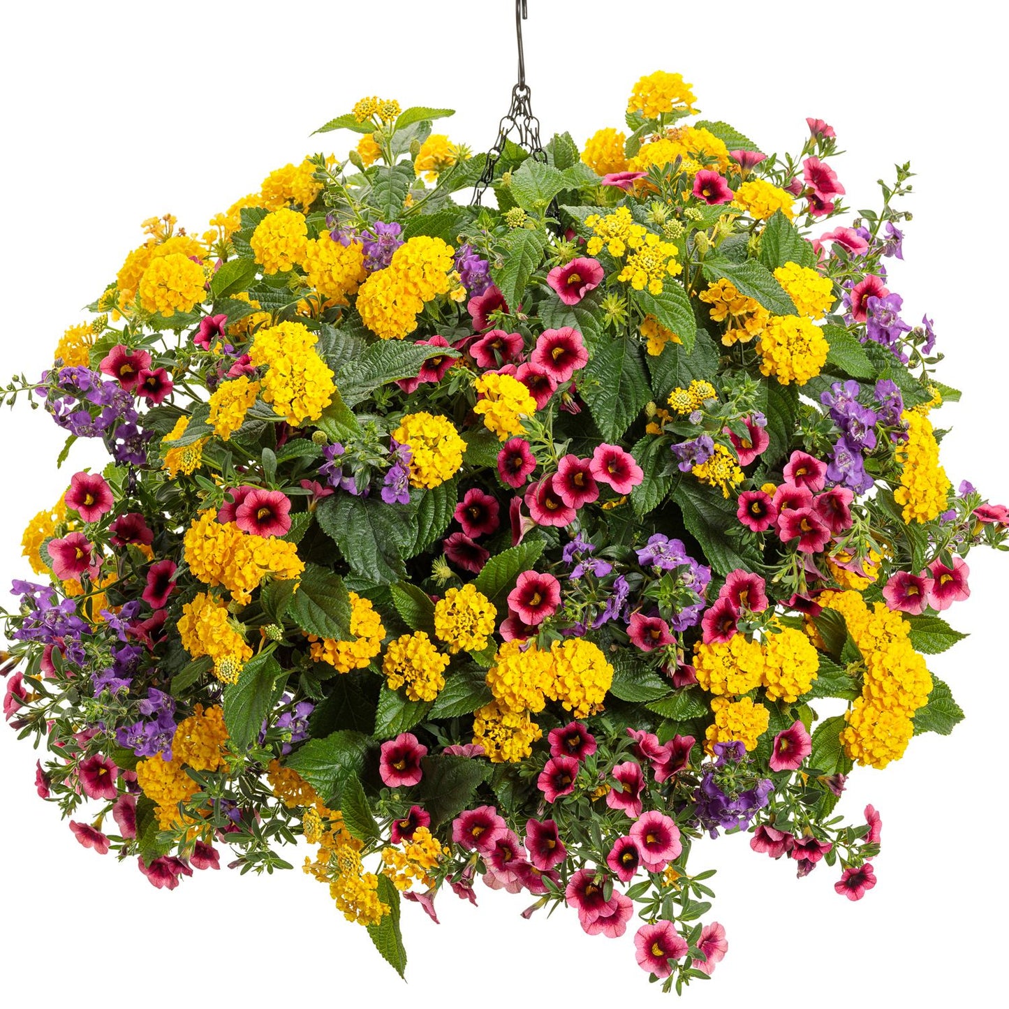 Luscious® Royal Lemon Tart™ Lantana hanging basket with bright yellow, pink, and purple blooms and lush green leaves, offering a colorful, drought-tolerant display against a white background - Photo Courtesy of Proven Winners, Inc.