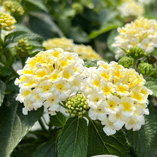 Close-up of Luscious® Royale Piña Colada Lantana, featuring clusters of small white and yellow flowers with green buds and leaves - Photo Property of Garden Crossings LLC.