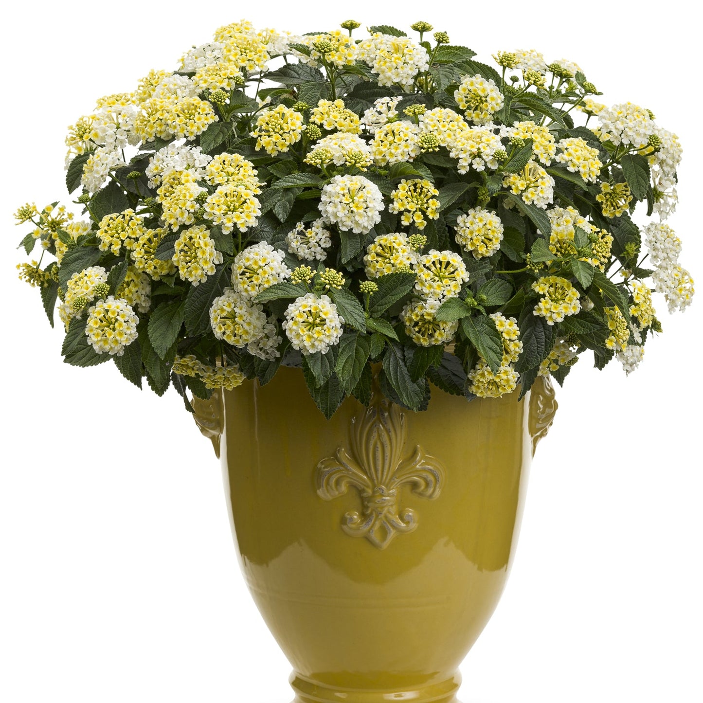 A yellow ceramic pot holds a Luscious® Royale Piña Colada Lantana, showcasing lush green leaves and clusters of small yellow flowers on this drought-tolerant plant - Photo Courtesy of Proven Winners, Inc. Decorative pot not included.