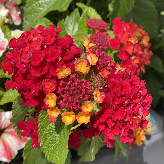 Brightly lit by sunlight, Luscious® Royale Red Zone™ Lantana displays clusters of vibrant red and yellow flowers with green leaves in the background - Photo Property of Garden Crossings LLC.