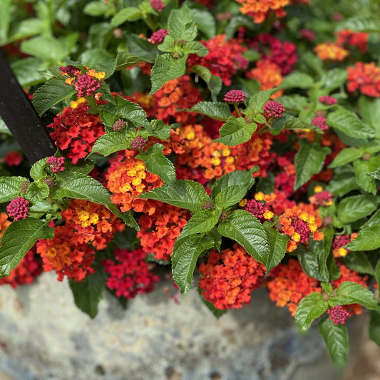 The Luscious® Royale Red Zone™ Lantana features vibrant red, orange, and yellow blooms among green leaves in a rustic stone planter - Photo Property of Garden Crossings LLC. Decorative pot not included.