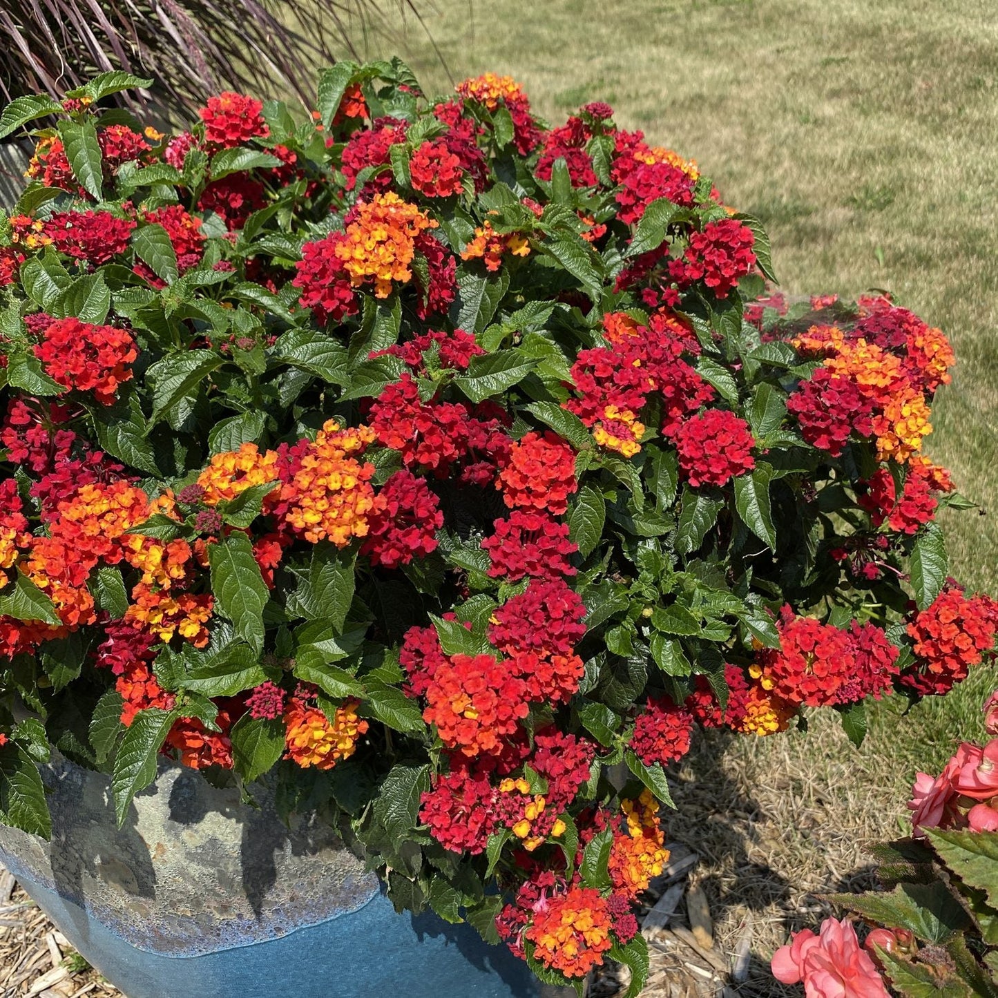 A Luscious® Royale Red Zone™ Lantana, a drought-tolerant plant with vivid red, orange, and yellow blooms, thrives in a blue outdoor container on a sunny day - Photo Property of Garden Crossings LLC. Decorative pot not included.