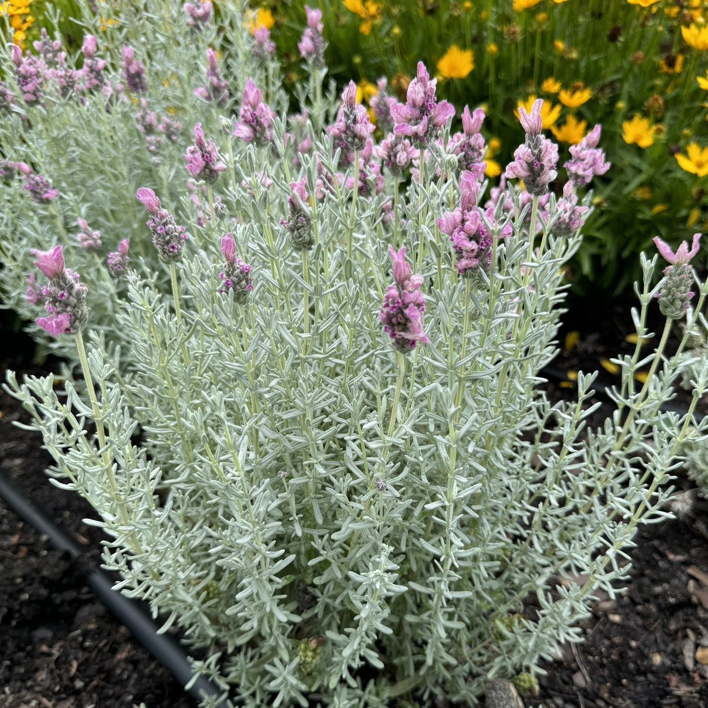 Lavinnola® 'Frost Pink' Spanish Lavender (Lavandula) features silvery-green leaves and clusters of delicate pink flowers, thriving in a pollinator garden bed with blurred yellow blooms in the background - Photo Property of Garden Crossings LLC.