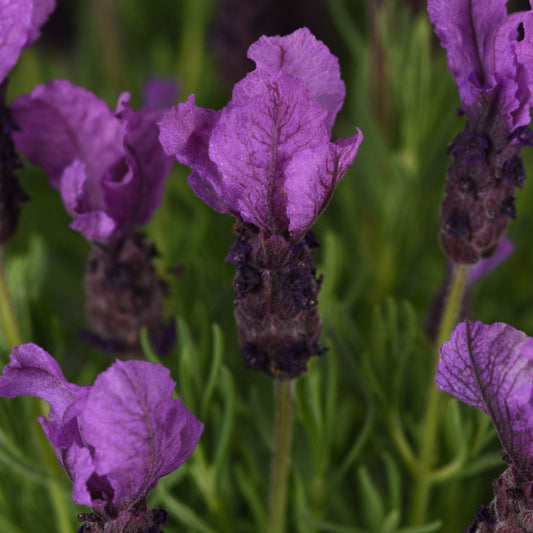 Close-up of 'Royal Anouk' Spanish Lavender (Lavandula) featuring blooming purple flowers with textured petals and slender green leaves - Photo Courtesy of Ball Horticulture, Inc.