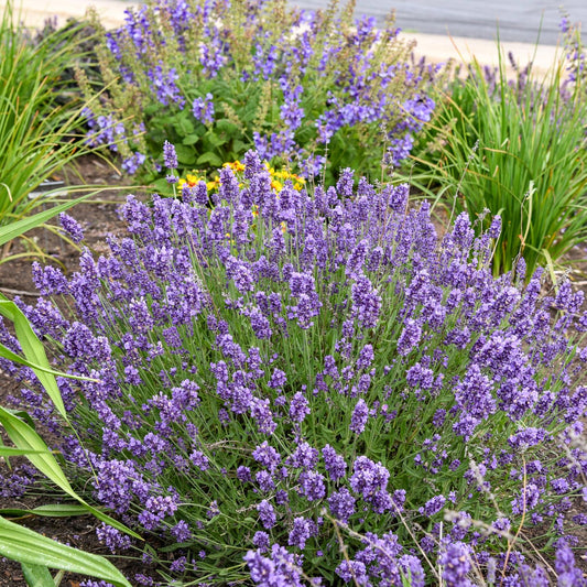 A garden bed showcases 'Summer Serenade' Lavender (Lavandula), with dense clusters of fragrant purple blooms and green stems, surrounded by lush foliage and yellow flowers - Photo Courtesy of Walters Gardens, Inc.