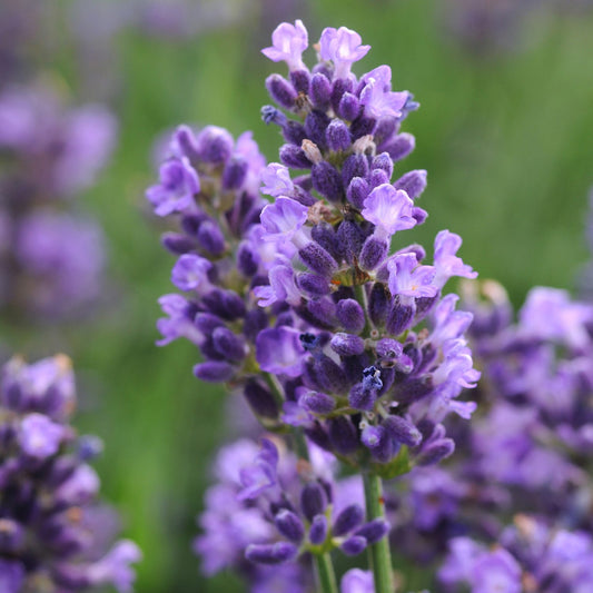 SuperBlue' Lavender (Lavandula) - Photo Courtesy of Ball Horticulure, Inc.