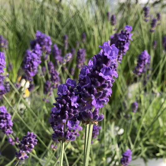 Sweet Romance® Lavender (Lavandula) - Photo Property of Garden Crossings LLC