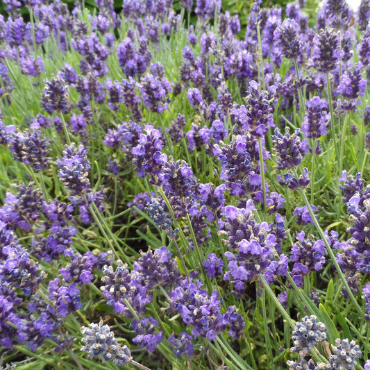 Sweet Romance® Lavender (Lavandula) - Photo Property of Garden Crossings LLC