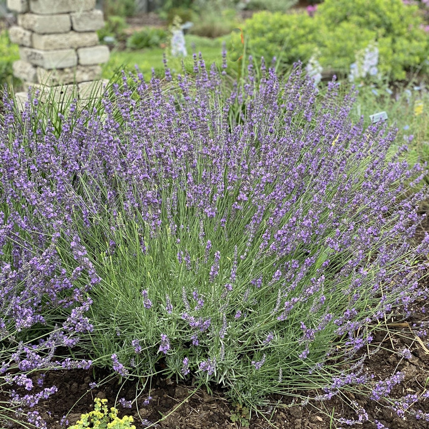 A large Sweet Romance® Lavender (Lavandula) with clusters of small purple flowers stands in a garden bed, surrounded by soil and greenery sits near a stone pillar, with other plants visible in the background - Photo Property of Garden Crossings LLC.