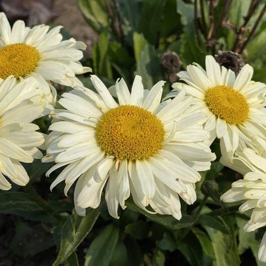 Close-up of three Amazing Daisies® 'Banana Cream II' Shasta Daisy (Leucanthemum) blooms with white petals and yellow centers, surrounded by green leaves and stems in natural sunlight - Photo Property of Garden Crossings LLC.