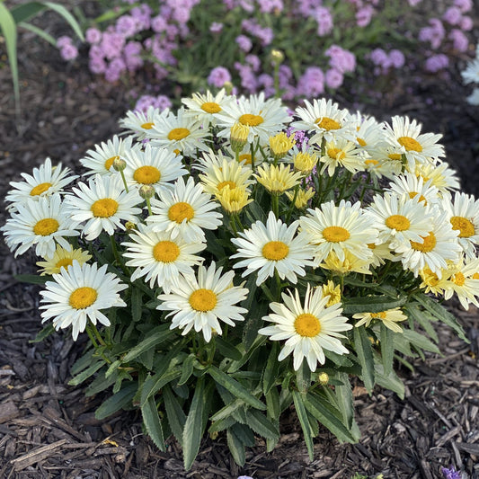 Amazing Daisies® 'Banana Cream II' Shasta Daisy (Leucanthemum) - Photo Property of Garden Crossings LLC