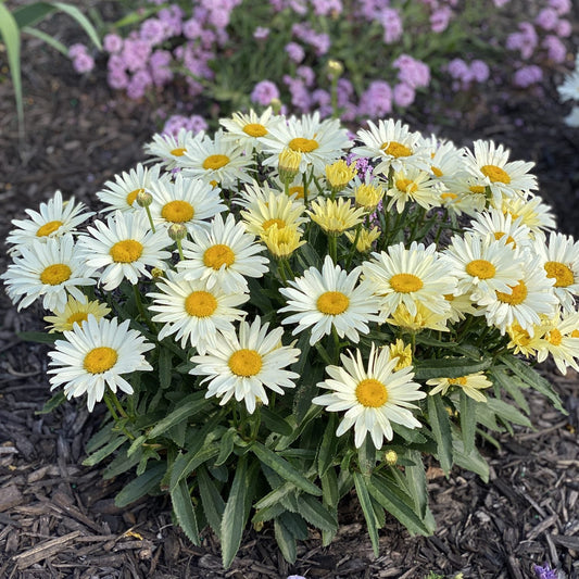 A cluster of Amazing Daisies® 'Banana Cream II' Shasta Daisy (Leucanthemum) with yellow centers blooms in dark mulch, surrounded by purple flowers and green foliage - Photo Property of Garden Crossings LLC.