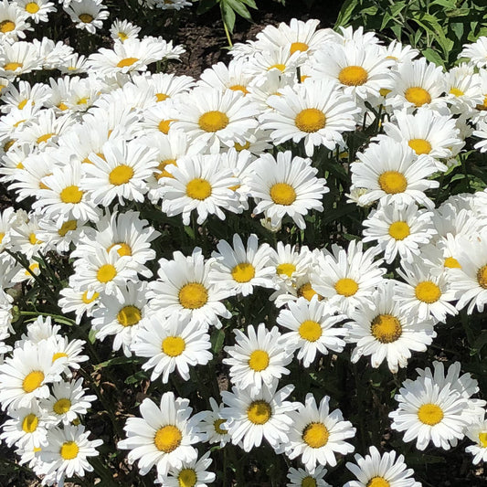Top-down view of Amazing Daisies® Daisy May® Shasta Daisy (Leucanthemum) features clusters of white blooms with yellow centers and lush green foliage, creating a cheerful, perennial display that brightens any garden when grown in sunny outdoor spots - Photo Property of Garden Crossings LLC.