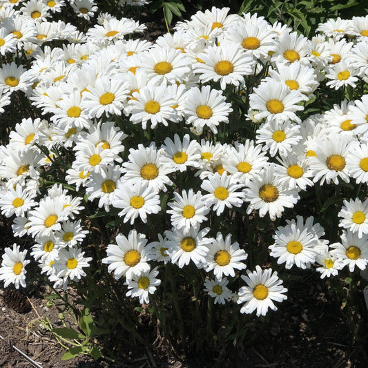 A cluster of Amazing Daisies® Daisy May® Shasta Daisy (Leucanthemum) blooms with white petals and yellow centers, nestled among green foliage and soil, highlighting the beauty of this classic perennial - Photo Property of Garden Crossings LLC.